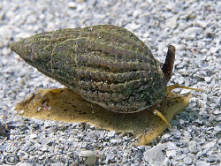 Netted Dog Whelk.
Aughrusmore, Connemara.
D200, 60mm. by Mark Thomas 